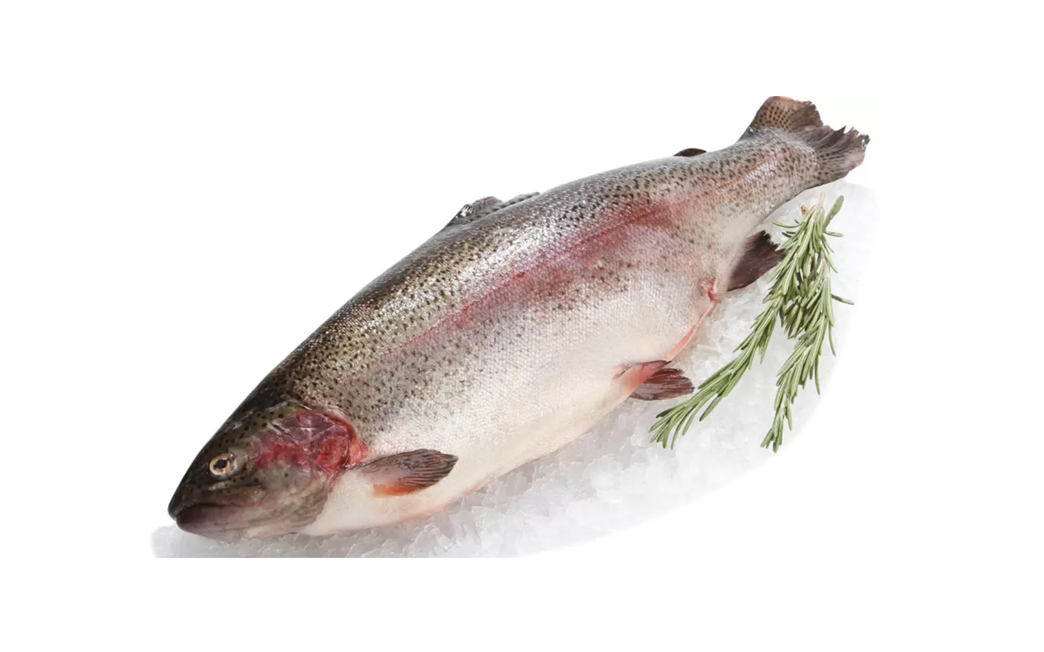 Форель Осетия непотрошеная