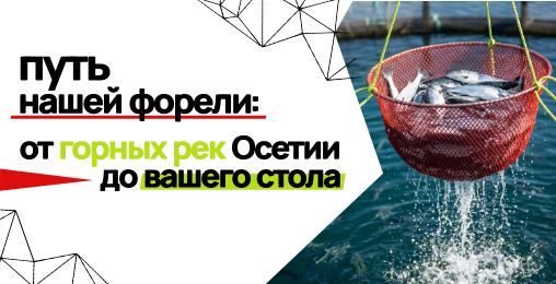 Путь нашей форели: от горных рек Осетии до вашего стола