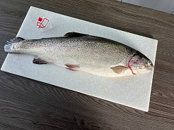 Форель Осетия потрошеная