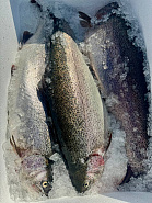 Форель НП Мурманск